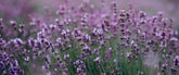 | English Lavender