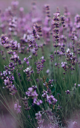 | English Lavender